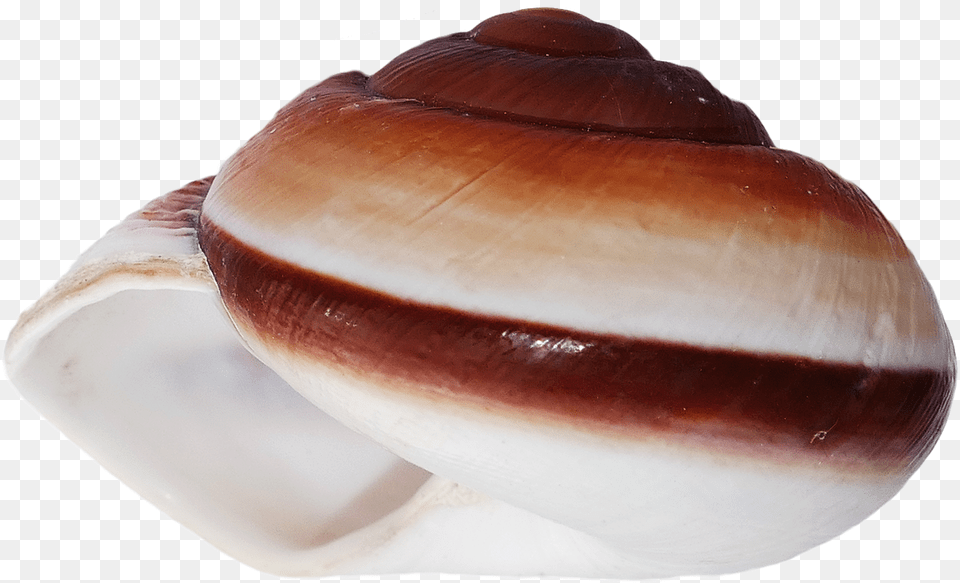 Shell, Animal, Clam, Food, Invertebrate Free Png