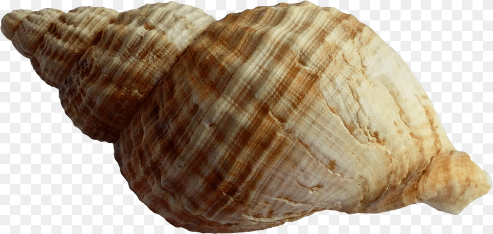 Shell Background Picture Seashell, Animal, Invertebrate, Sea Life, Conch Png Image