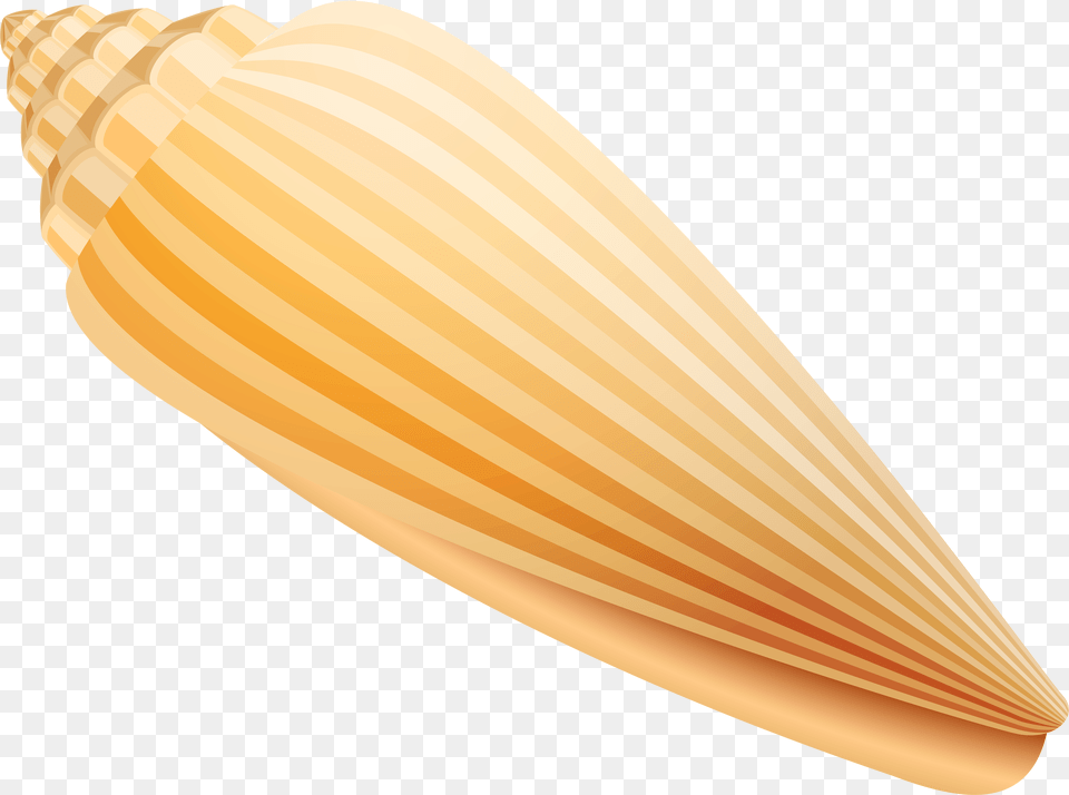 Shell Clip Art Vegetable, Animal, Invertebrate, Sea Life, Seashell Png