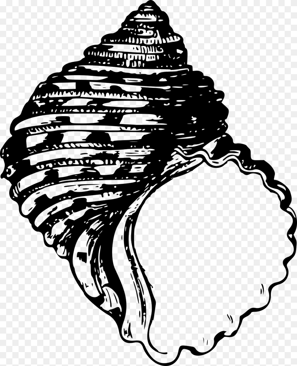 Shell Clipart Bivalve, Gray Free Png