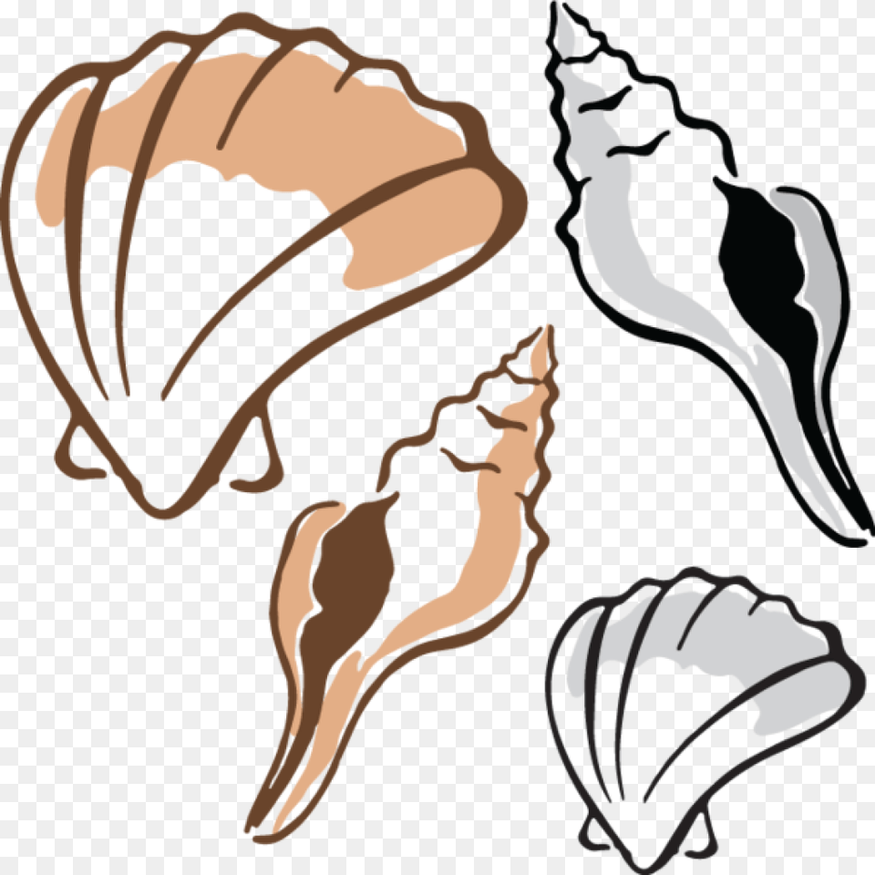 Shell Clipart Clipart Download, Invertebrate, Animal, Seashell, Sea Life Free Transparent Png