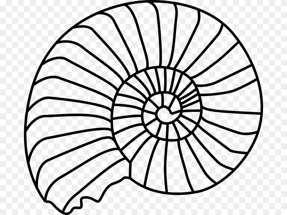 Shell Clipart Drawing Shell Drawing For Download, Gray Free Transparent Png