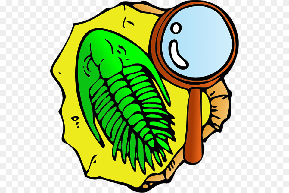 Shell Clipart Fish Fossil, Leaf, Plant, Baby, Person Png Image