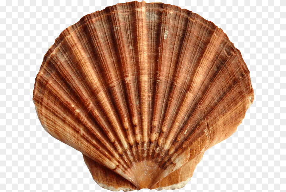 Shell Clipart Red Sea Transparent Background Seashells, Animal, Clam, Food, Invertebrate Free Png