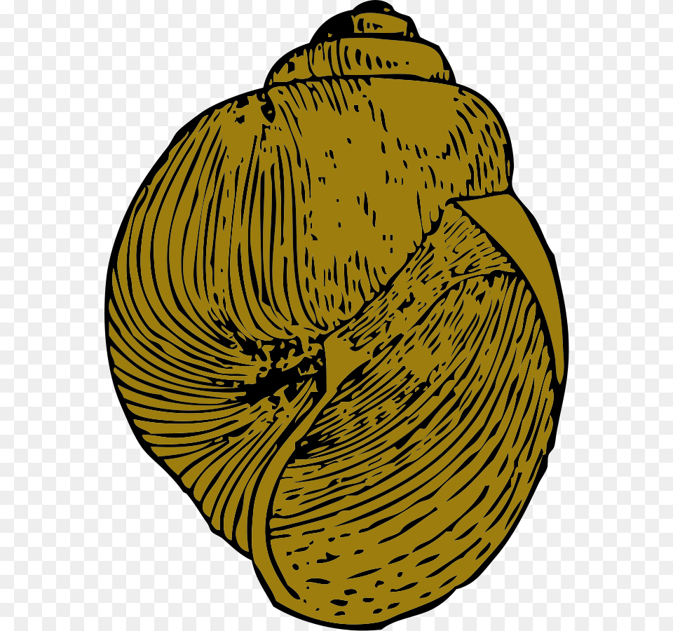 Shell Clipart Yellow, Animal, Seafood, Sea Life, Invertebrate Png