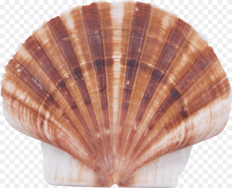 Shell Flat Mussel, Animal, Clam, Food, Invertebrate Png