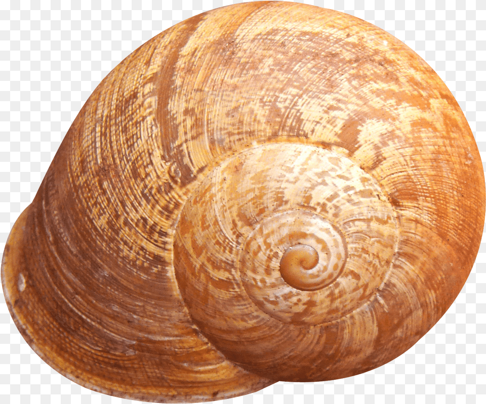 Shell Hd Shell, Animal, Invertebrate, Sea Life, Seashell Png Image