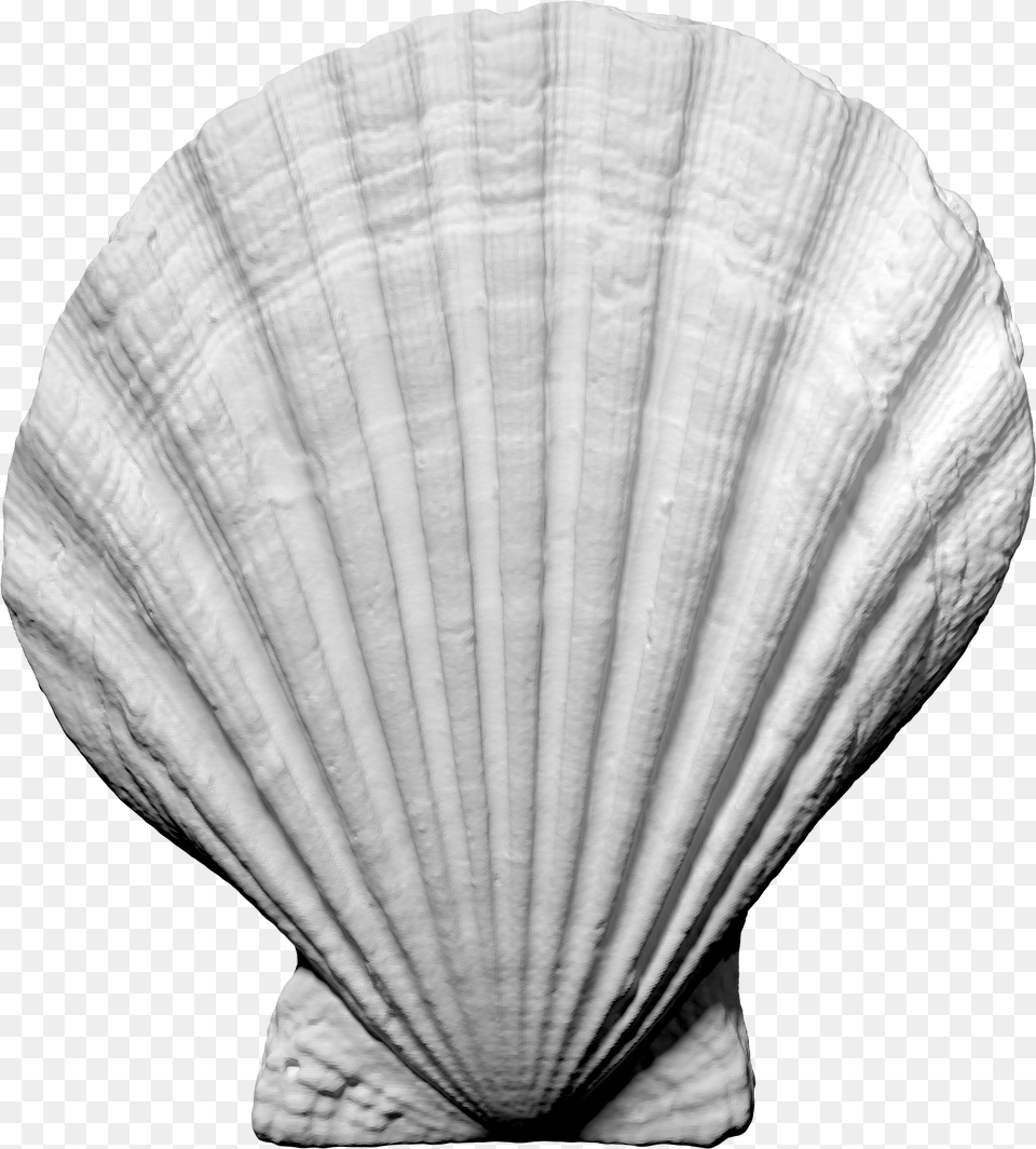 Shell Obj Free Transparent Png