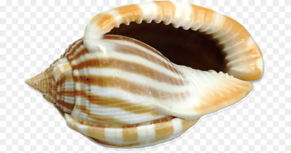 Shell Of Animals, Animal, Invertebrate, Sea Life, Seashell Free Png Download