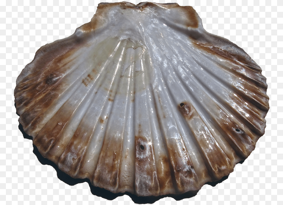 Shell Scallop Pilgrim Shell Pecten Maximus Ornament Kerang, Animal, Clam, Food, Invertebrate Free Png Download