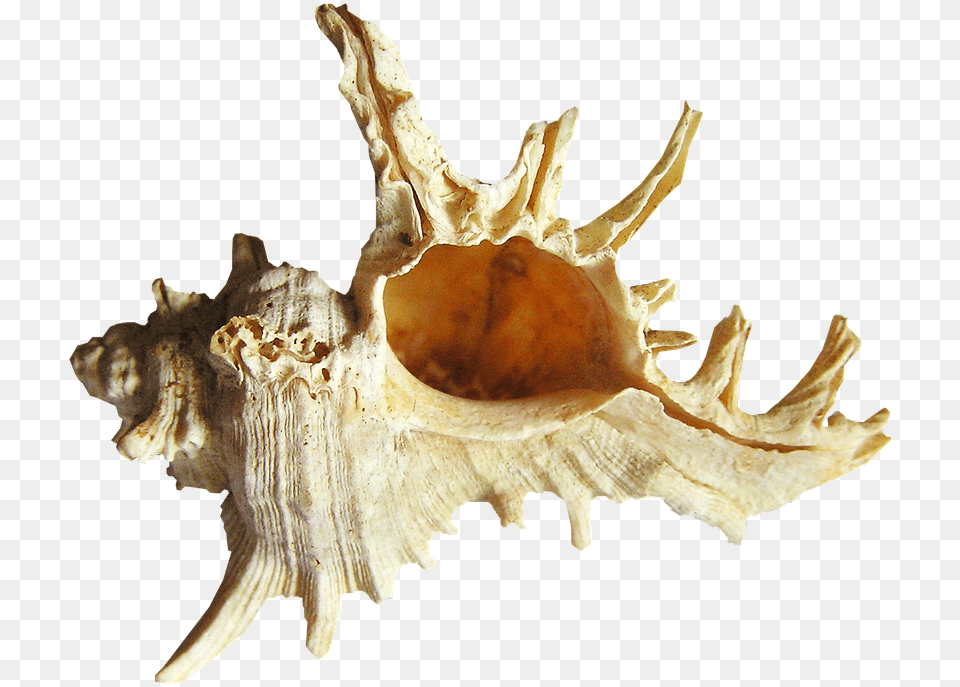 Shell Sea Beach Conch, Animal, Invertebrate, Sea Life, Seashell Free Png Download