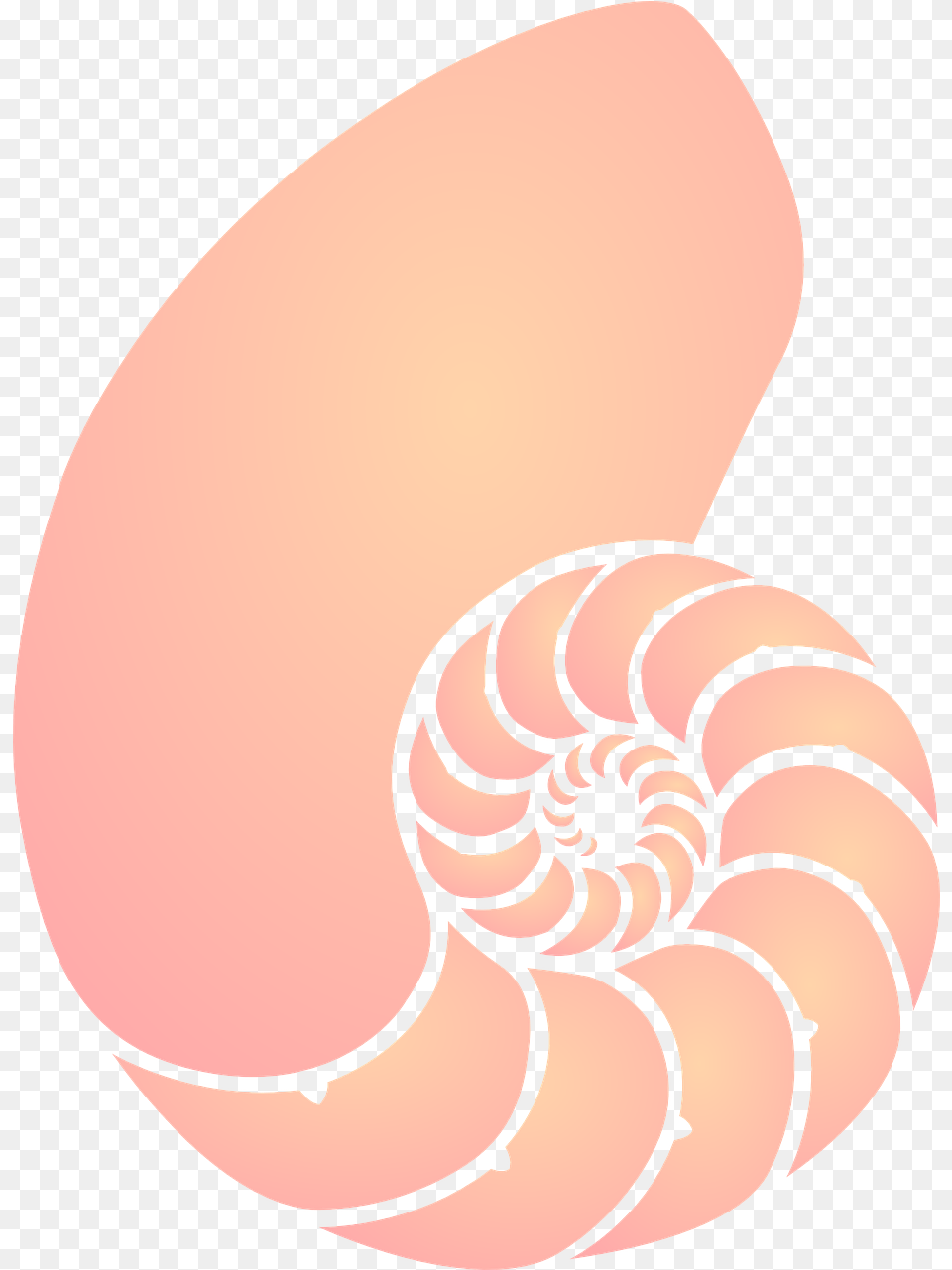 Shell Sea Orange Vector Graphic On Pixabay Clipart Transparent Background Seashells, Animal, Invertebrate, Sea Life, Seashell Free Png Download