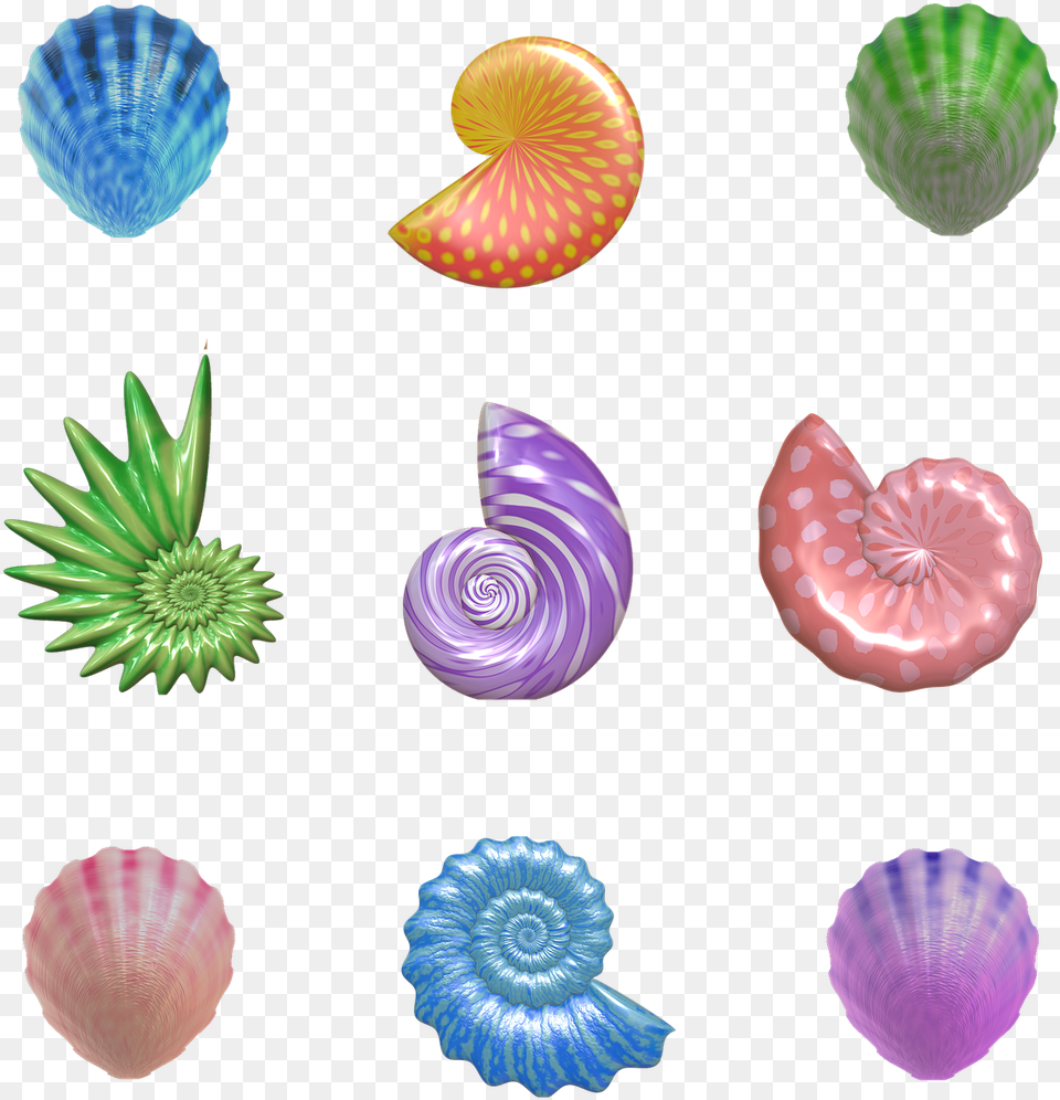 Shell Seashell Nautilus Clam Barnacles Mollusk Seashell, Animal, Food, Invertebrate, Sea Life Free Png Download