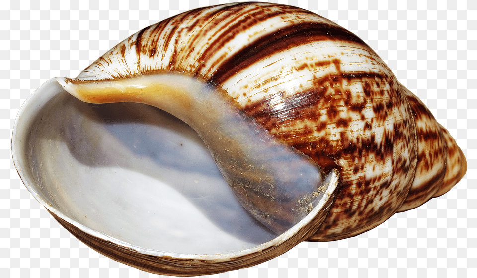 Shell Snail Achatina Fulica Casing Snail Shell Caracoles, Animal, Clam, Food, Invertebrate Free Transparent Png