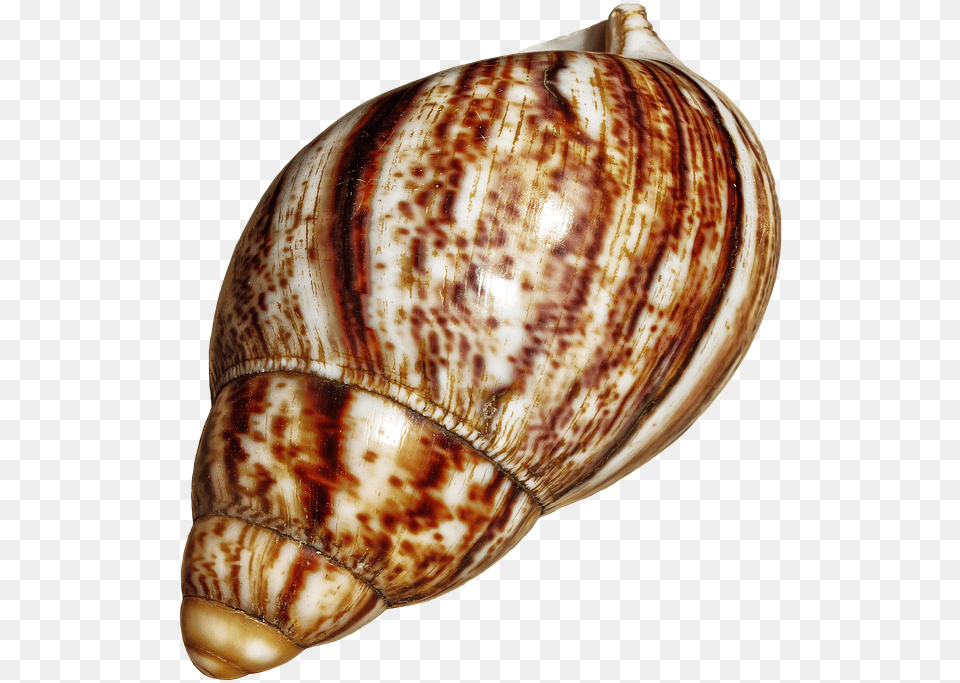 Shell Snail Achatina Fulica Casing Snail Shell Giant African Snail Shell, Animal, Invertebrate, Sea Life, Seashell Free Png Download