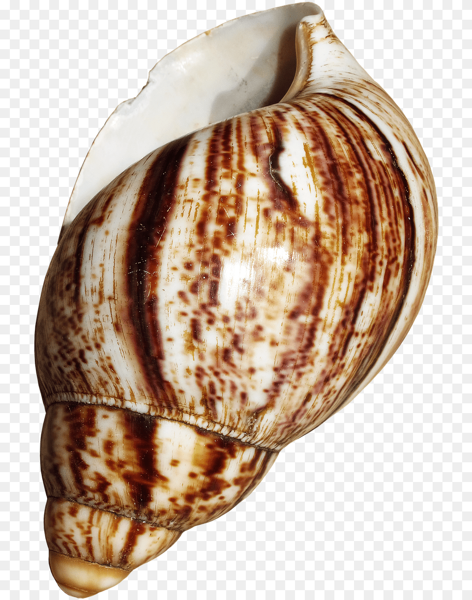 Shell Snail Achatina Fulica Free Photo Gastropod Shell, Animal, Invertebrate, Sea Life, Seashell Png Image