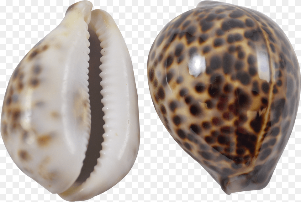 Shell Transparent Cowrie Tiger Cowrie Shell, Animal, Seashell, Sea Life, Invertebrate Png