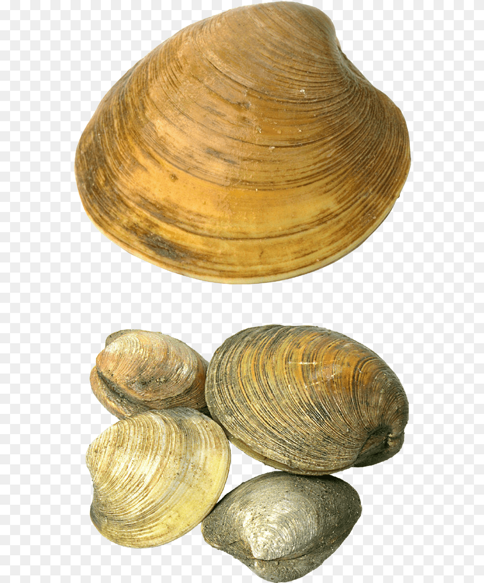 Shell Transparent Seashell Seashells, Animal, Clam, Food, Invertebrate Png