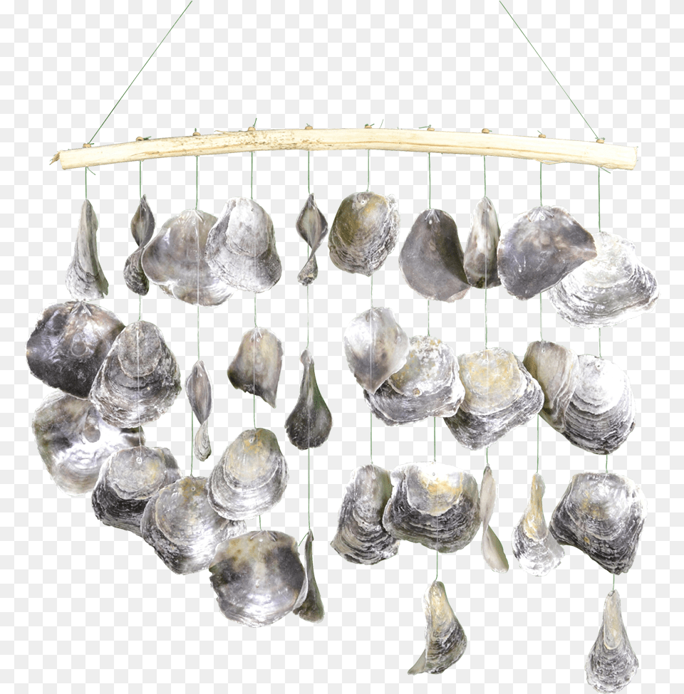 Shell Window Curtain, Animal, Seafood, Sea Life, Invertebrate Png