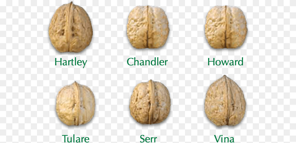 Shelled Chandler Walnuts In Shell, Food, Nut, Plant, Produce Png