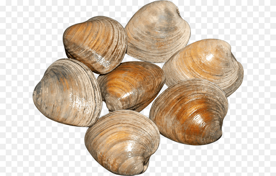 Shellfish 5 Image Clams Transparent Background, Animal, Clam, Food, Invertebrate Free Png Download