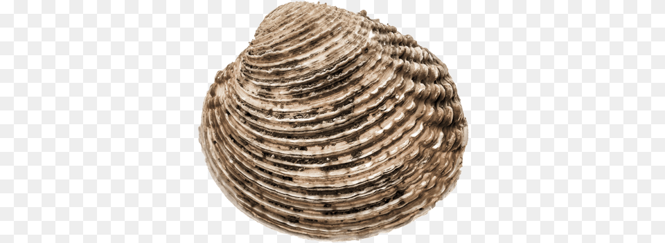 Shellfish Cockle, Animal, Clam, Food, Invertebrate Free Png Download