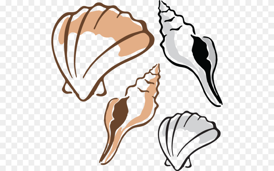 Shells, Animal, Seashell, Sea Life, Invertebrate Free Png Download