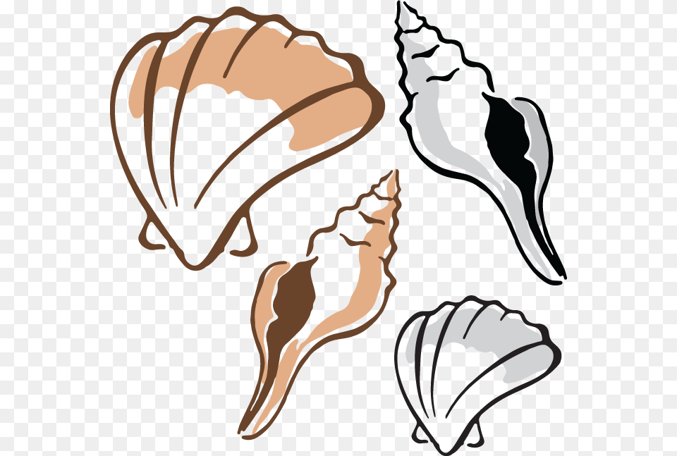 Shells, Animal, Invertebrate, Sea Life, Seashell Free Transparent Png