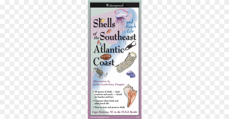 Shells And Beach Life Of The Southeast Atlantic Coast, Advertisement, Poster, Animal, Invertebrate Free Transparent Png