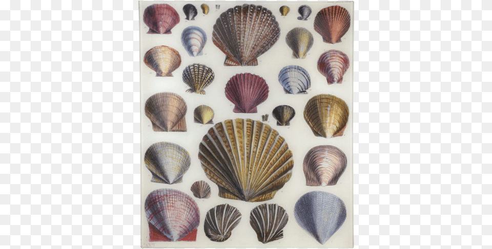 Shells Shells John Derian Shells, Animal, Clam, Food, Invertebrate Free Png