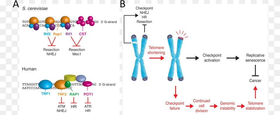 Shelterin Telomere Complexes, Chart, Plot, Nuclear, Person Free Png