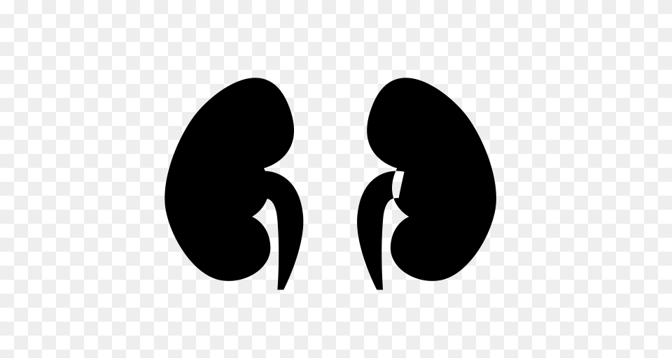 Shenzang Kidney Organ Icon With And Vector Format For Gray Free Png Download