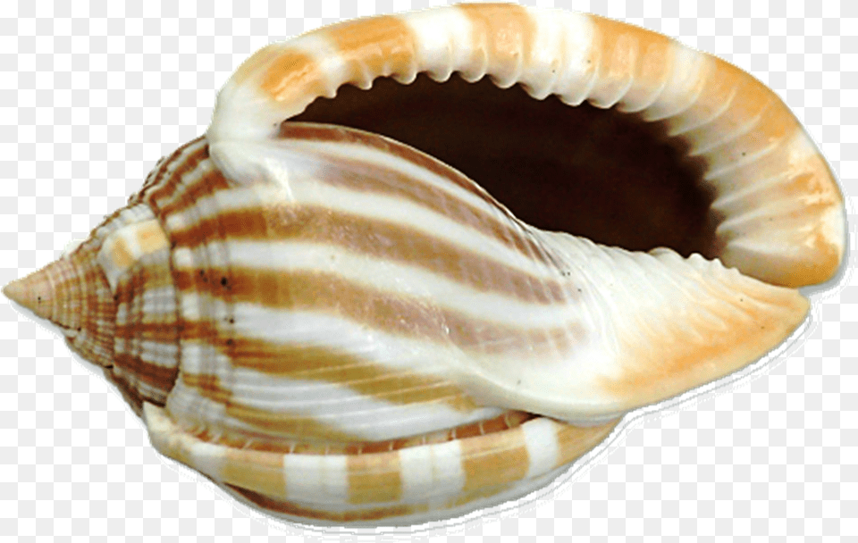 Sher Your Scraps Big Shell, Animal, Invertebrate, Sea Life, Seashell Png Image