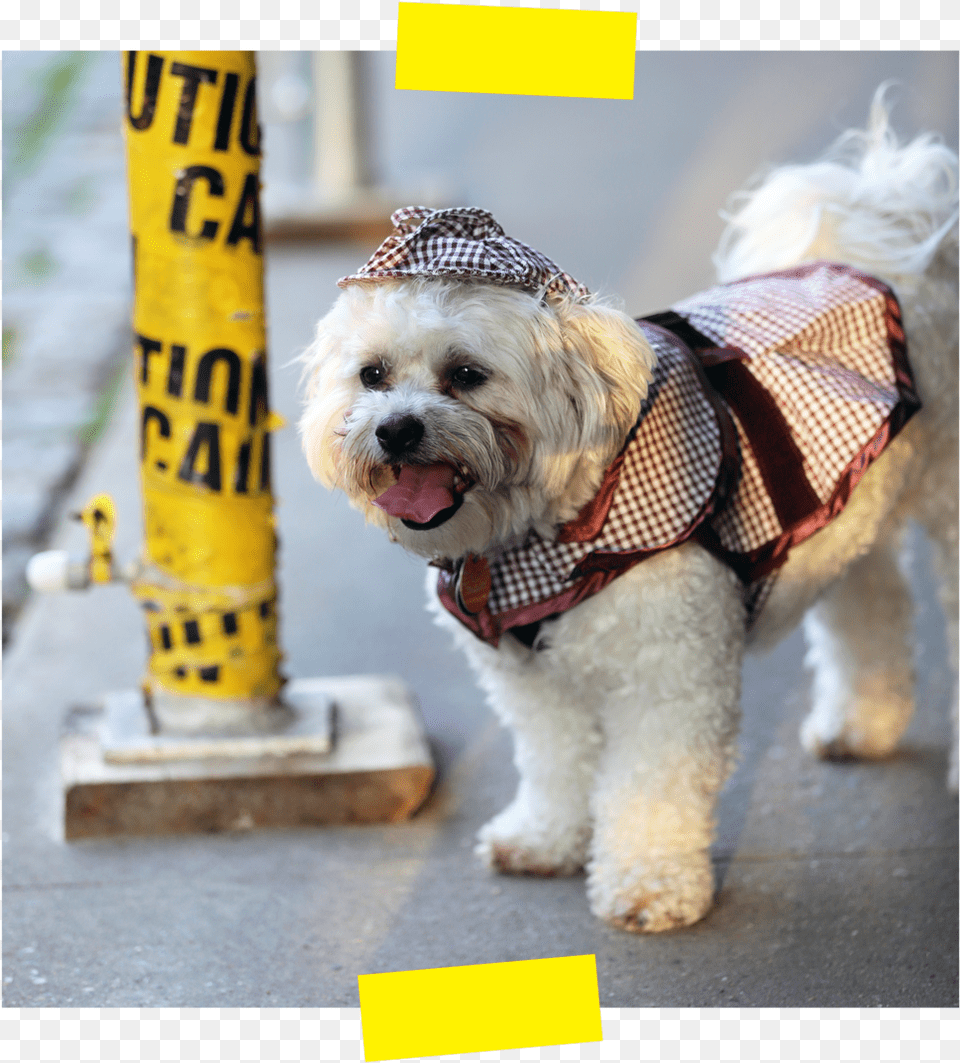 Sherlocktape Companion Dog, Animal, Canine, Mammal, Pet Free Transparent Png