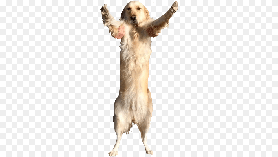 Shes So Tall Markiplier Markiplier, Animal, Canine, Dog, Golden Retriever Png Image