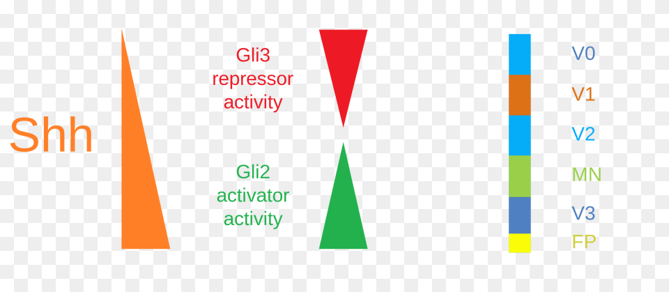 Shh And Gli Proteins Interactions, Triangle Free Png