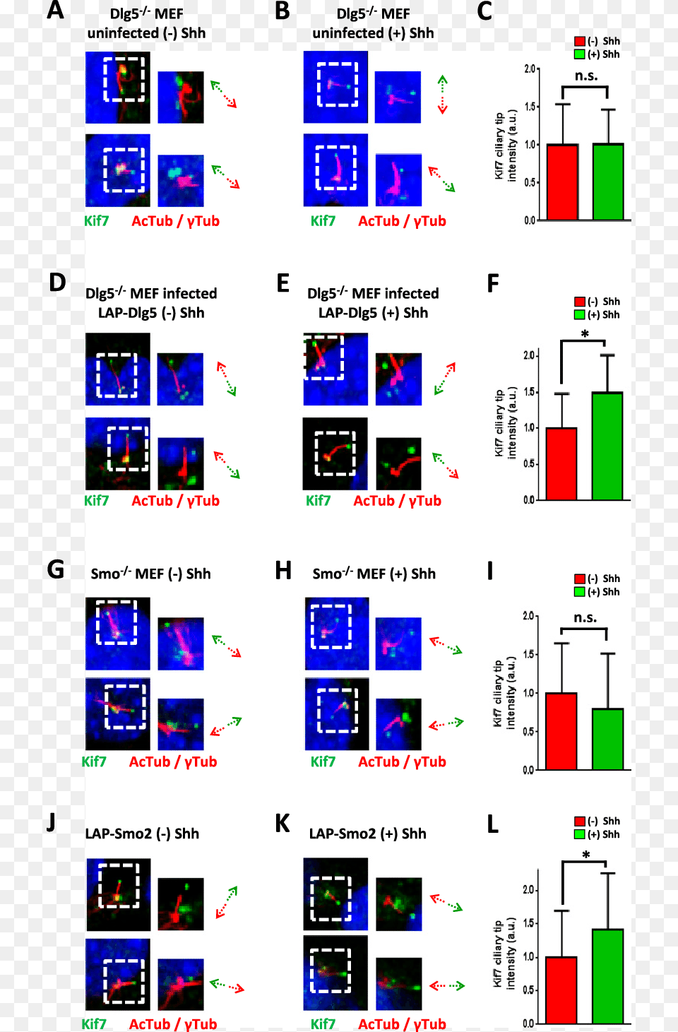 Shh Induced Accumulation Of Kif7 At The Tip Of The, Chart, Plot Png