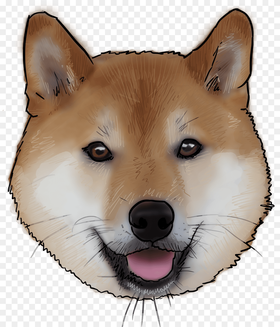 Shiba, Snout, Person, Face, Head Free Png Download