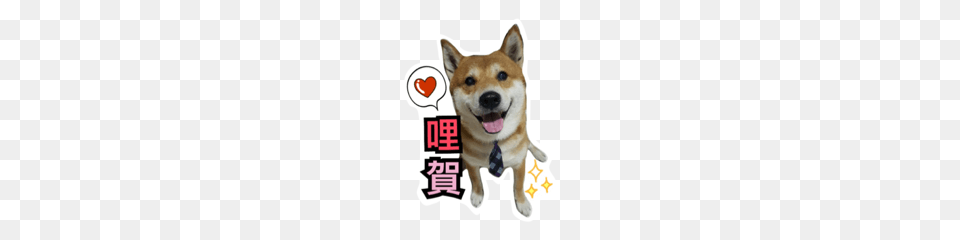 Shiba Dobby Line Stickers Line Store, Animal, Canine, Dog, Husky Free Transparent Png