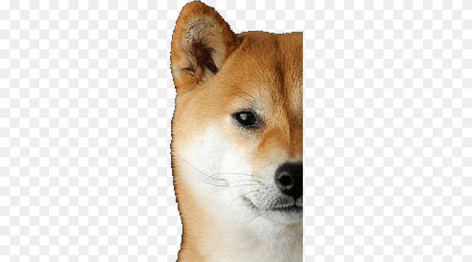 Shiba Dog39s Head Messages Sticker, Snout, Animal, Canine, Dog Png