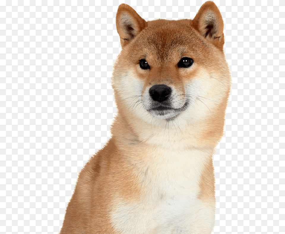 Shiba Inu, Animal, Canine, Dog, Husky Png Image