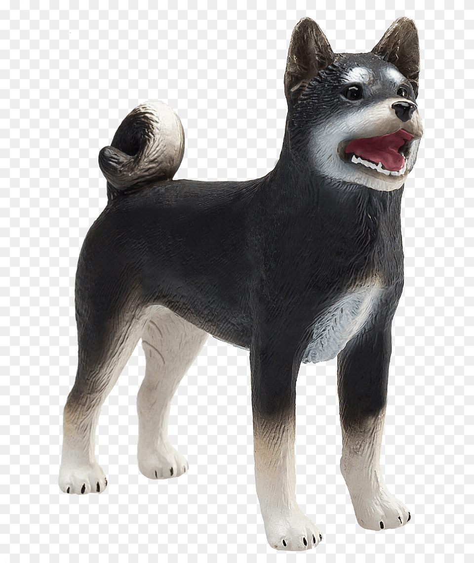 Shiba Inu Black, Animal, Canine, Dog, Husky Png