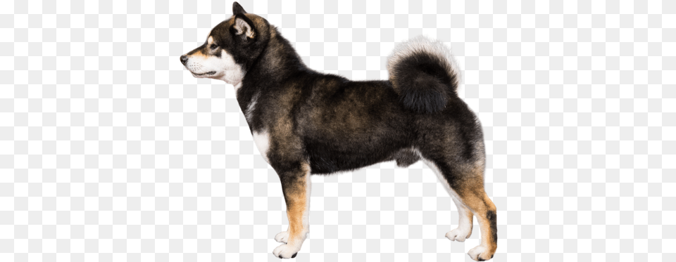 Shiba Inu Breed Course Shiba Inu Profile, Animal, Canine, Dog, Husky Png