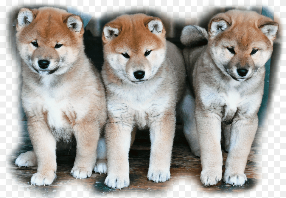 Shiba Inu Dog Yawns, Animal, Canine, Mammal, Pet Free Transparent Png