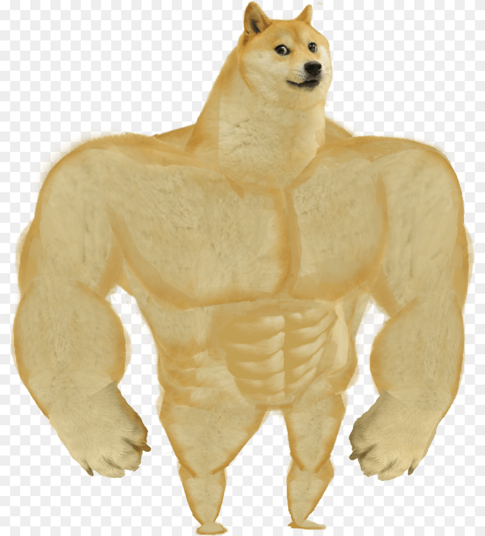 Shiba Inu Doge Meme Swole Doge, Animal, Bear, Mammal, Wildlife Png Image