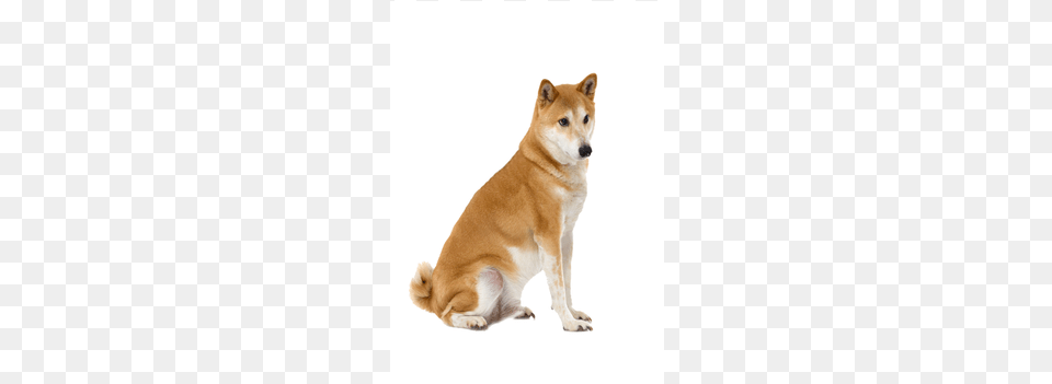 Shiba Inu Hokkaido, Animal, Canine, Dog, Husky Free Transparent Png