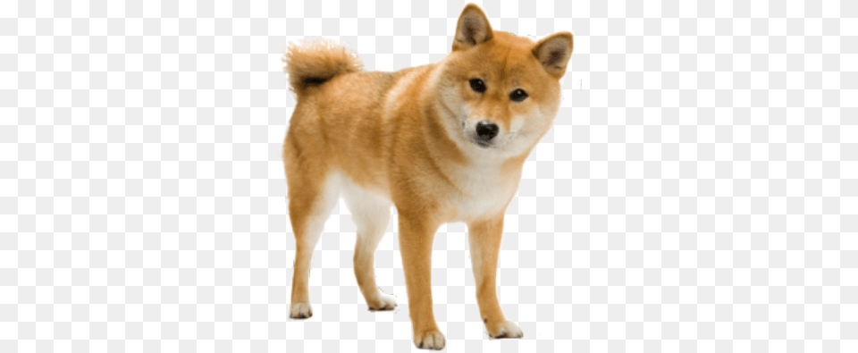Shiba Inu Invisible Background Roblox Shiba Inu Background, Animal, Canine, Dog, Mammal Free Png Download