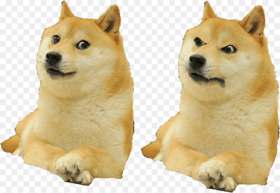 Shiba Inu Meme, Animal, Canine, Dog, Husky Free Png