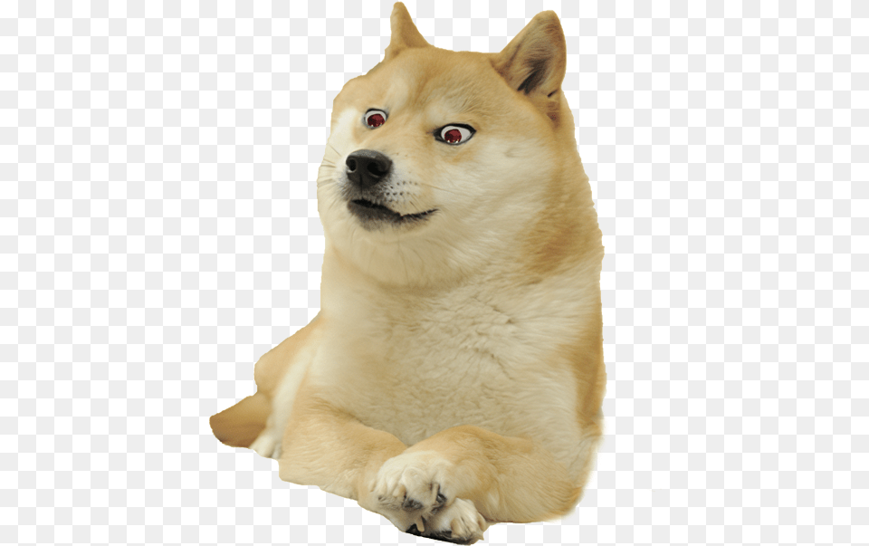 Shiba Inu Meme, Animal, Canine, Dog, Husky Free Transparent Png