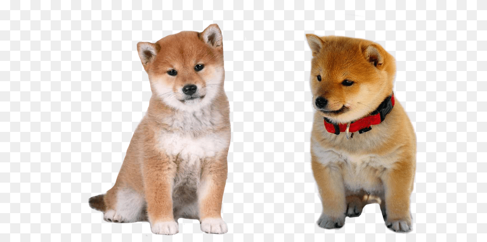 Shiba Inu Puppy Sitting, Animal, Canine, Dog, Mammal Free Png Download